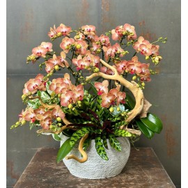 CHẬU LAN HỒ ĐIỆP MINI CAM SỌC